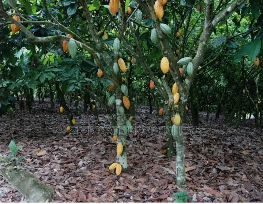 2 Acres Cocoa Farm for Sale at Obuasi Apitiso