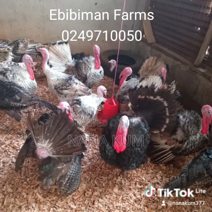 Turkey for Sale