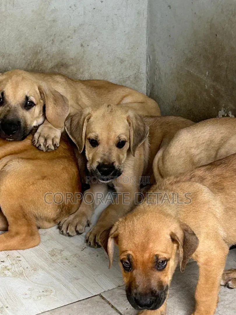 1-3 months Male Purebred Boerboel