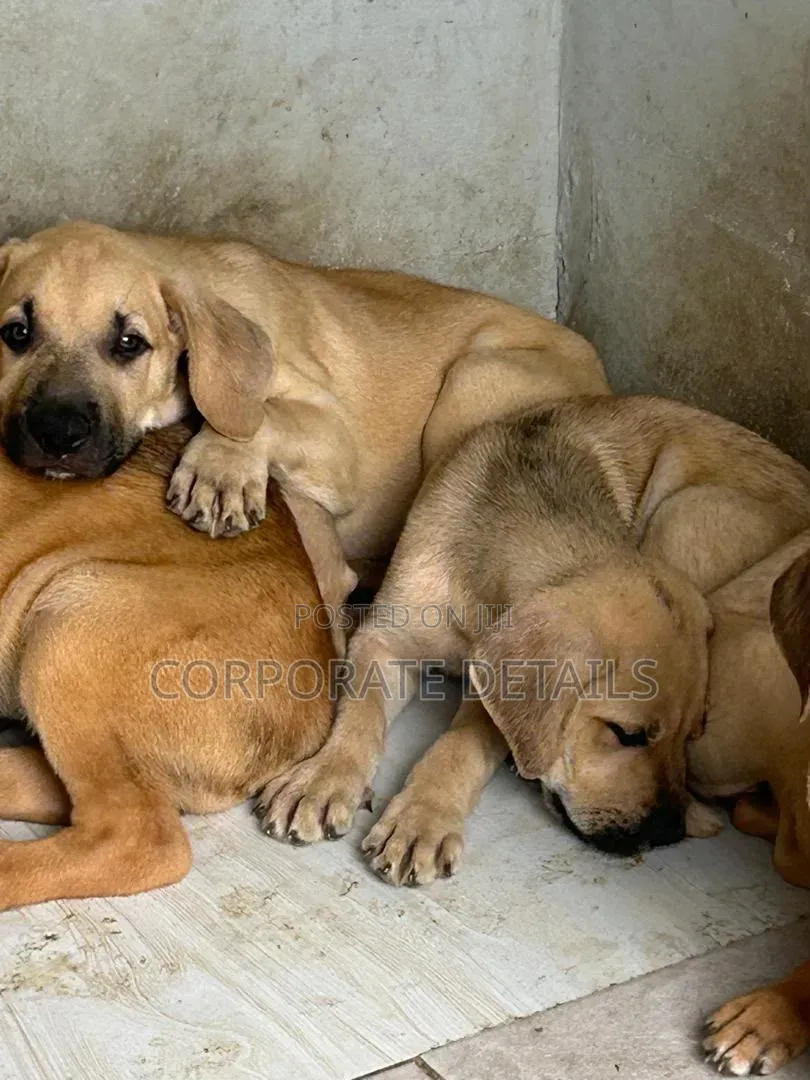 1-3 months Male Purebred Boerboel
