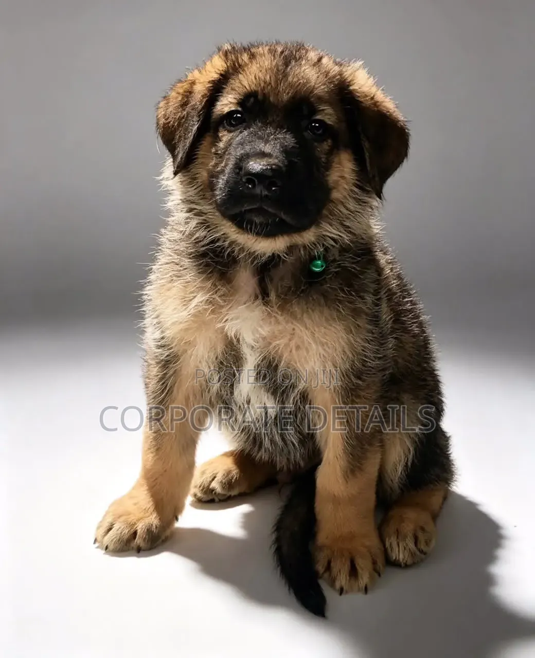 1-3 months Male Purebred German Shepherd