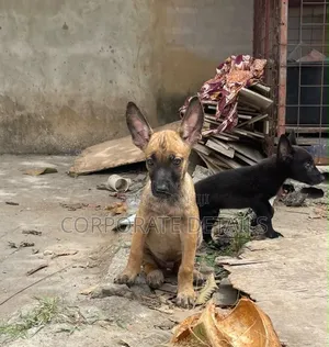 1-3 months Male Purebred Belgian Malinois