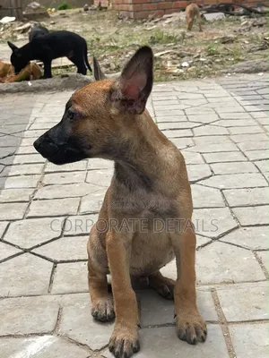 1-3 months Male Purebred Belgian Malinois