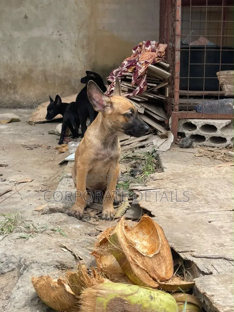 1-3 months Male Purebred Belgian Malinois