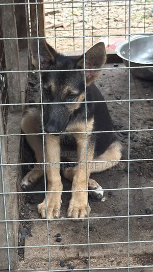 1-3 months Female Purebred German Shepherd