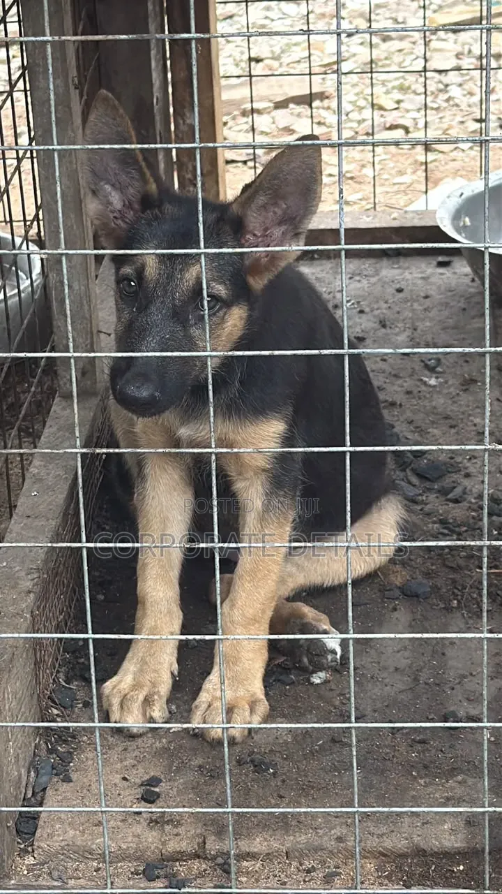 1-3 months Female Purebred German Shepherd