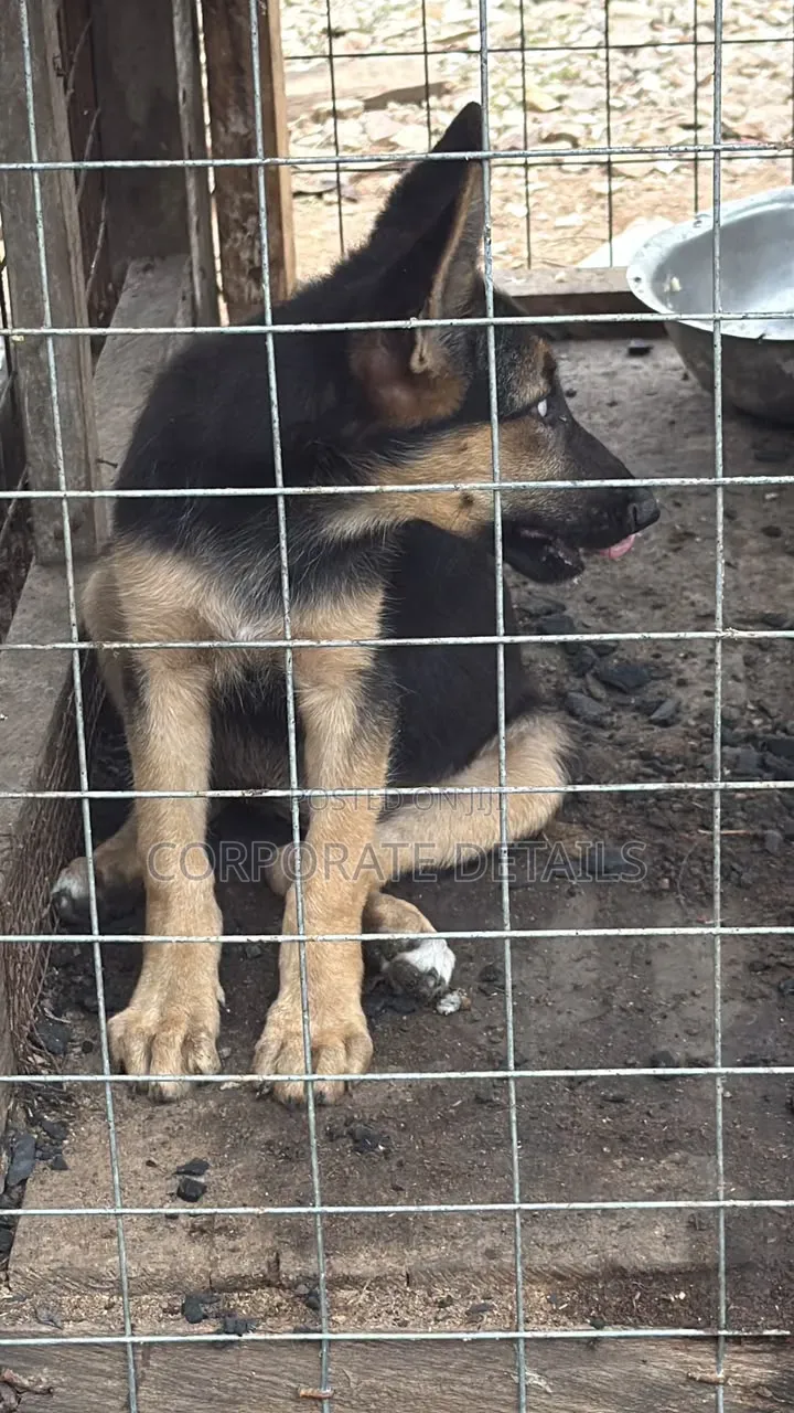 1-3 months Female Purebred German Shepherd