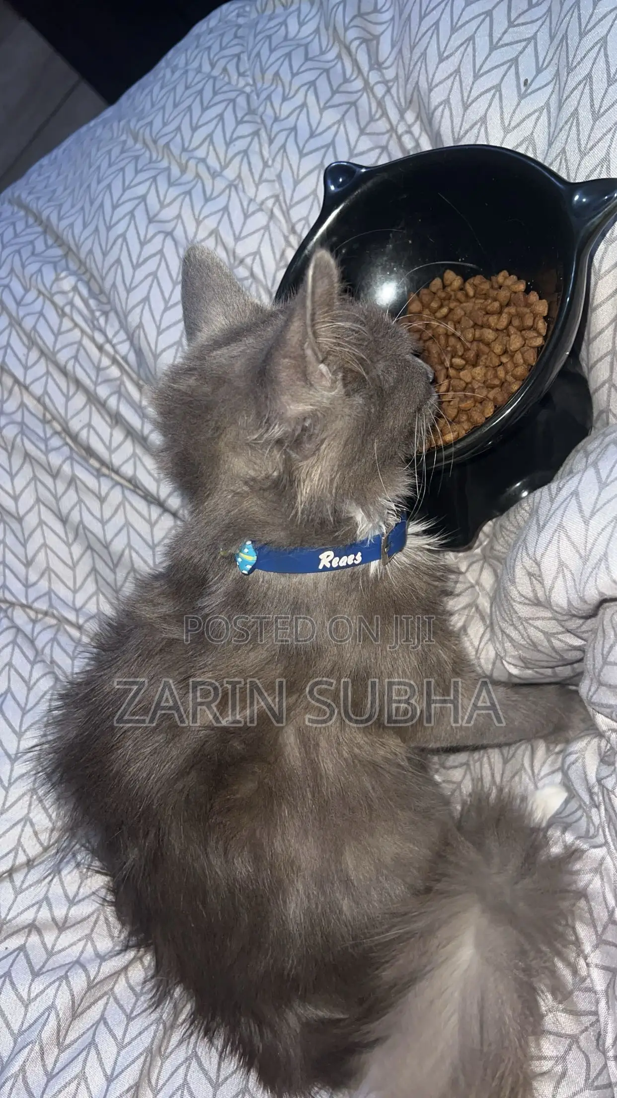1-3 months Male Mixed Breed Maine Coon