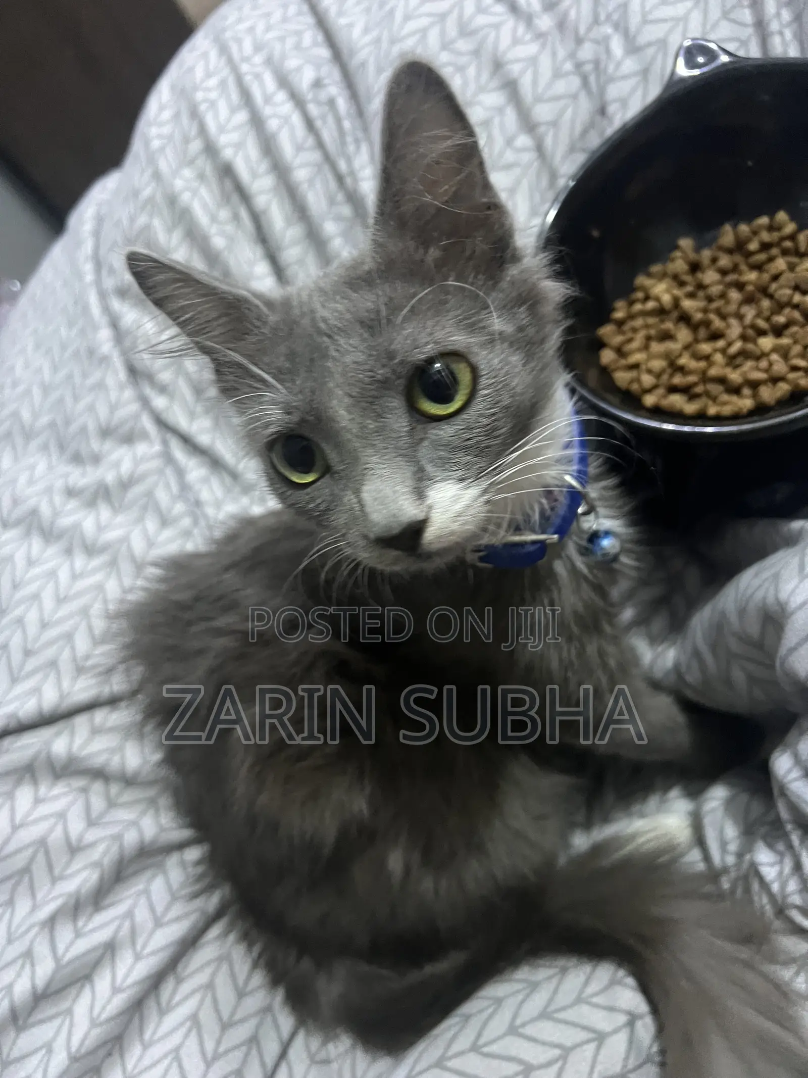 1-3 months Male Mixed Breed Maine Coon