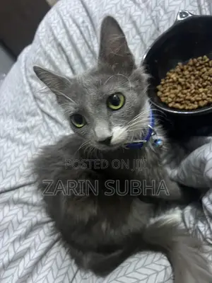 1-3 months Male Mixed Breed Maine Coon