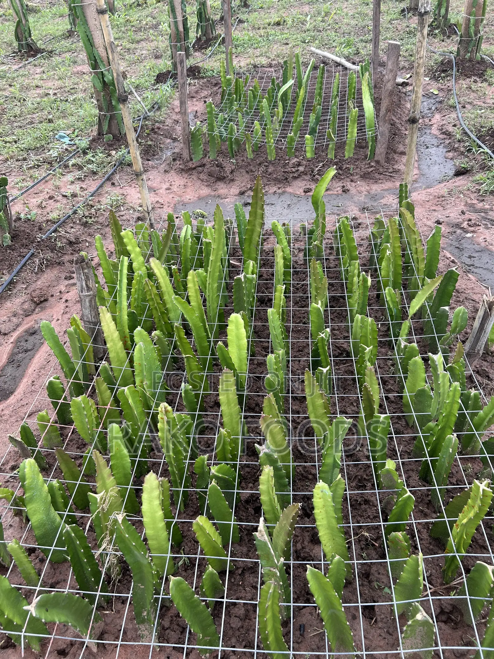 Organic Fertilizer