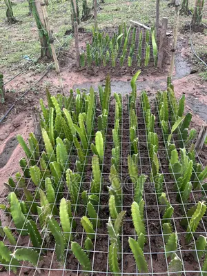 Organic Fertilizer