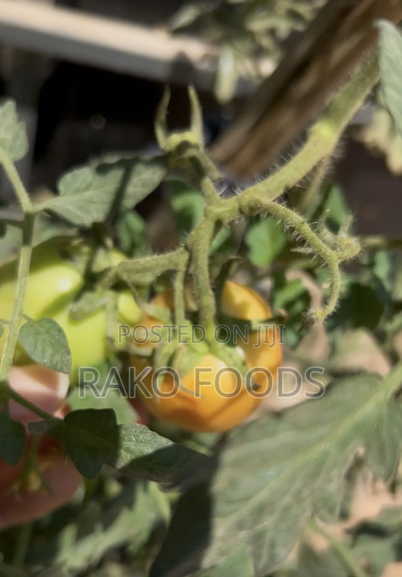 Organic Fertilizer