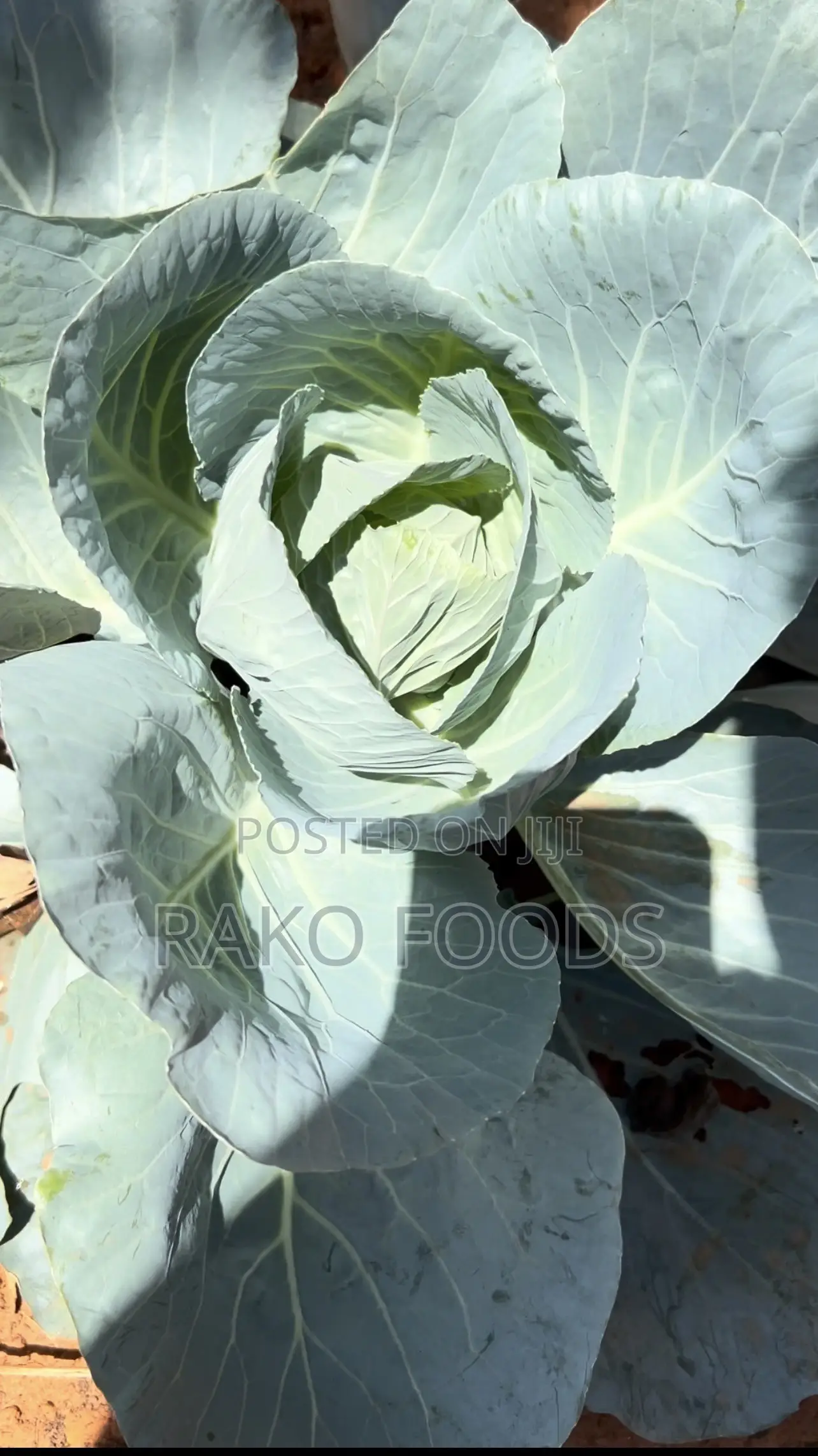 Organic Fertilizer