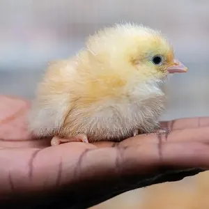 Day Old Sasso Chicks Are Available for Cool Price