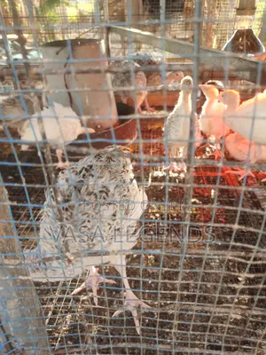 2 Months Old Turkeys