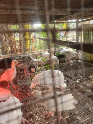 2 Months Old Turkeys