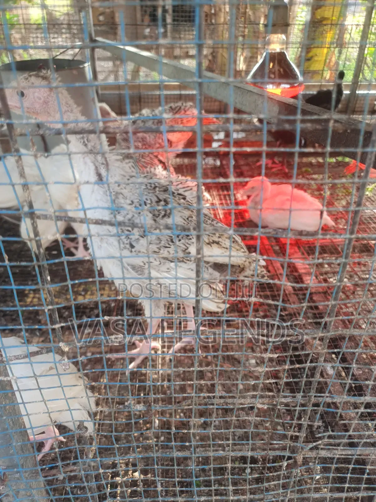 2 Months Old Turkeys