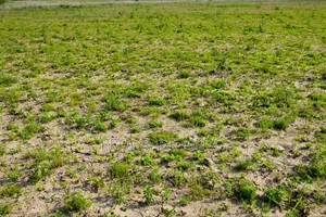 Noble Estate Land for Sale Off Prampram