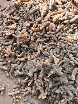 Fresh Turmeric