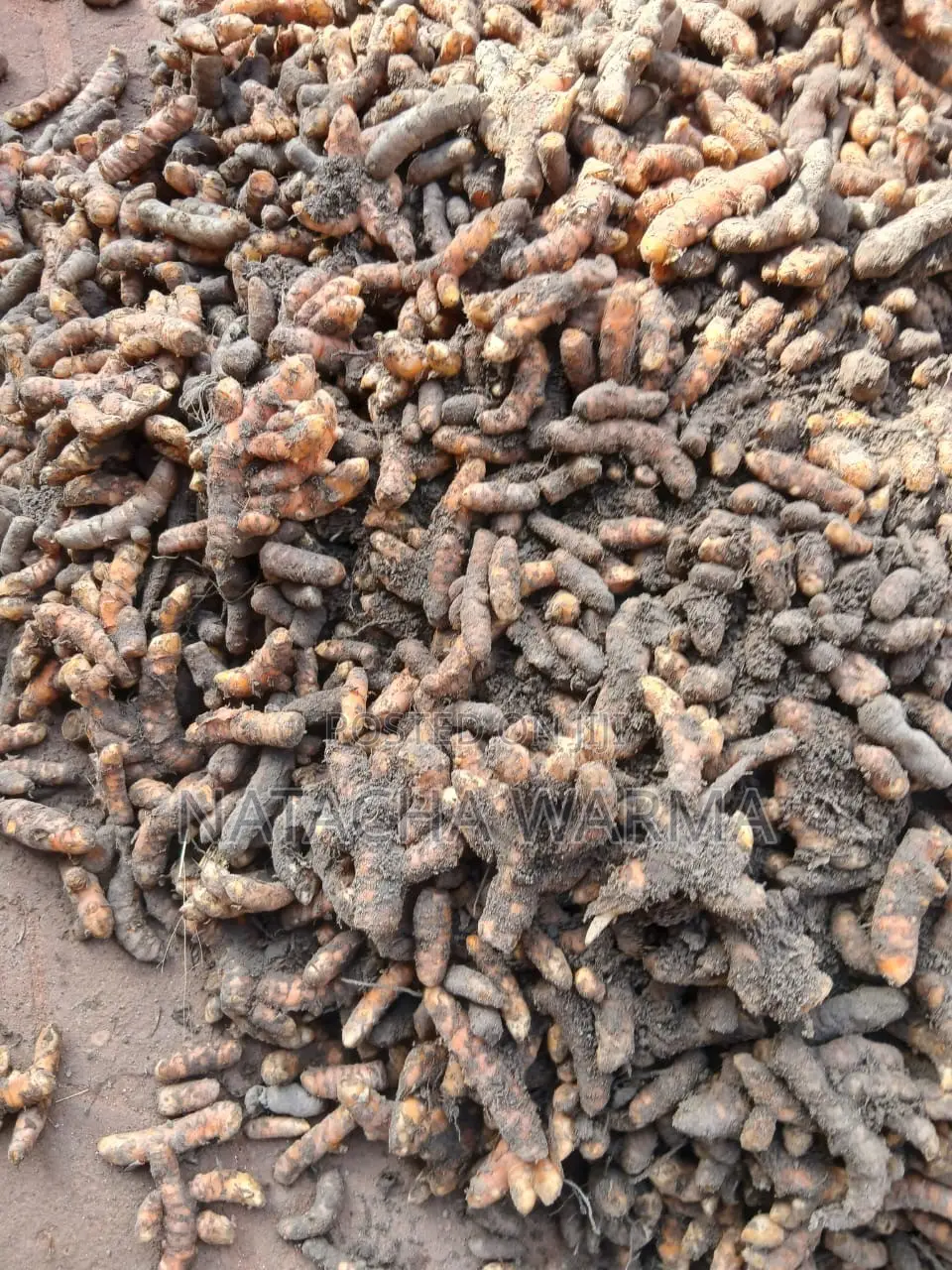 Fresh Turmeric
