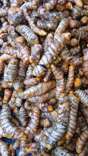 Fresh Turmeric