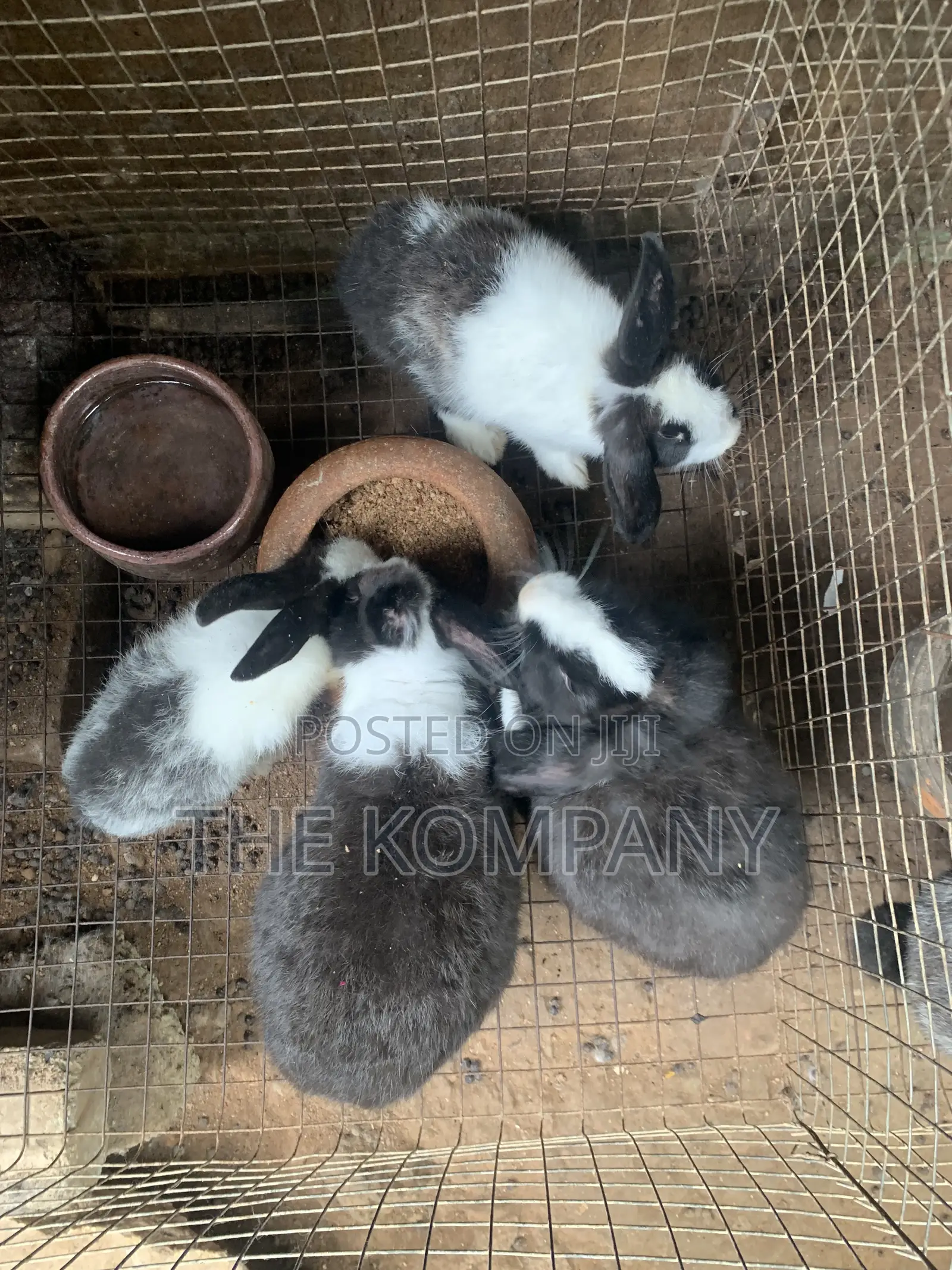 Rabbits Available for Sale