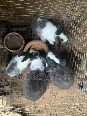 Rabbits Available for Sale