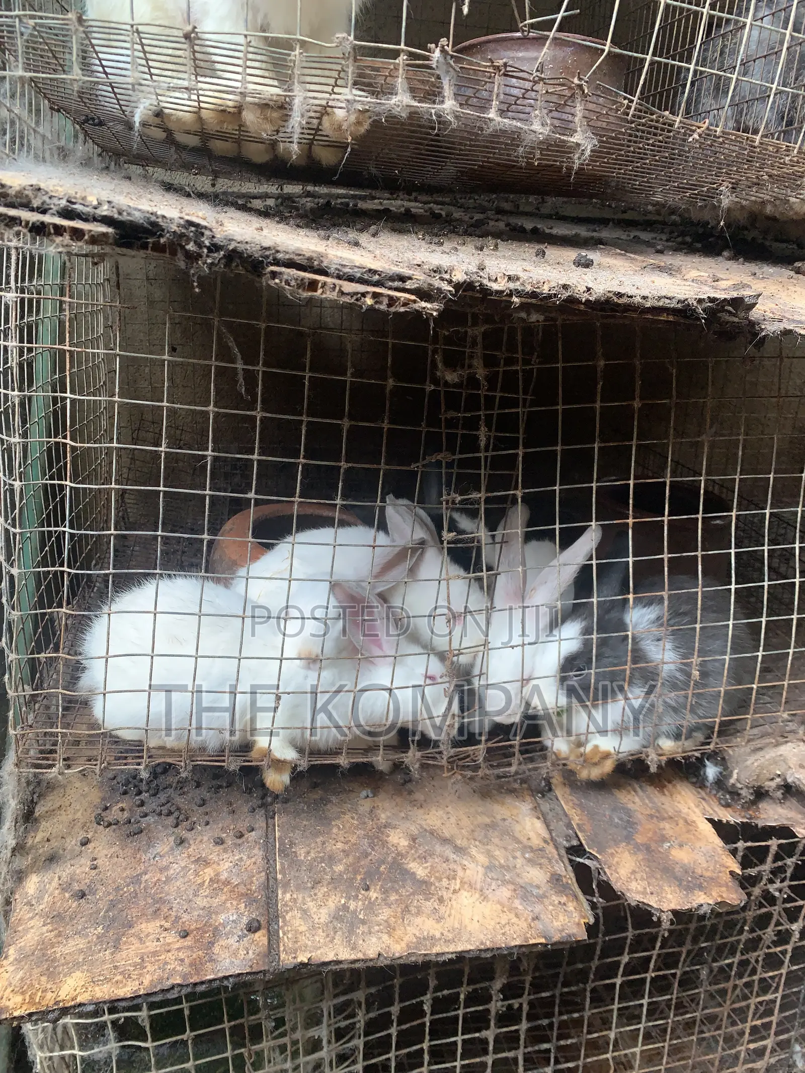 Rabbits Available for Sale