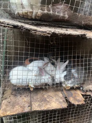 Rabbits Available for Sale