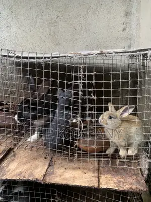 Rabbits Available for Sale