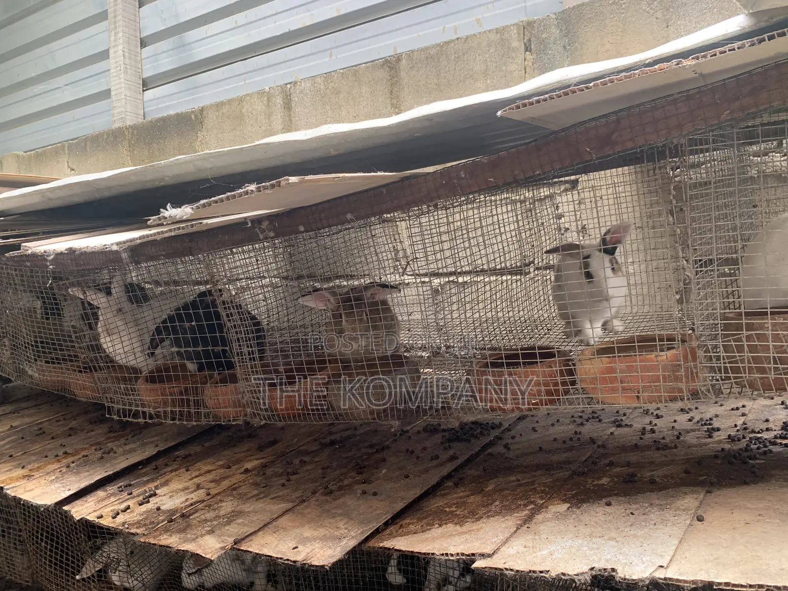 Rabbits Available for Sale