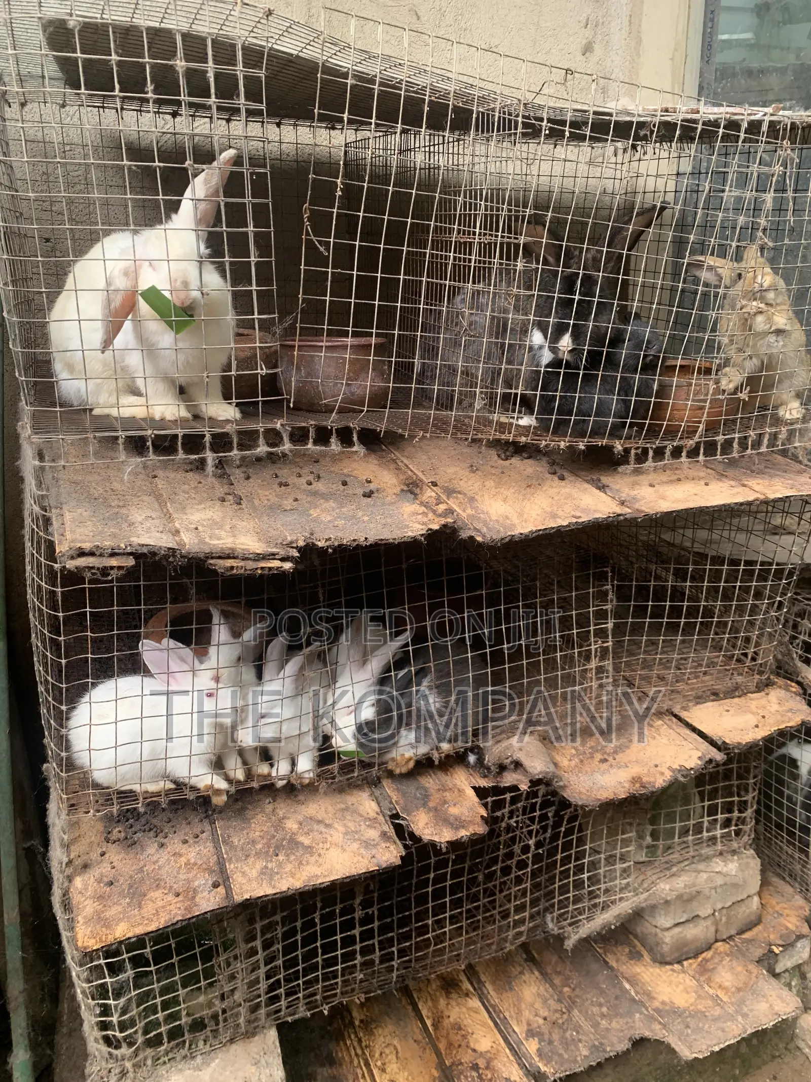 Rabbits Available for Sale