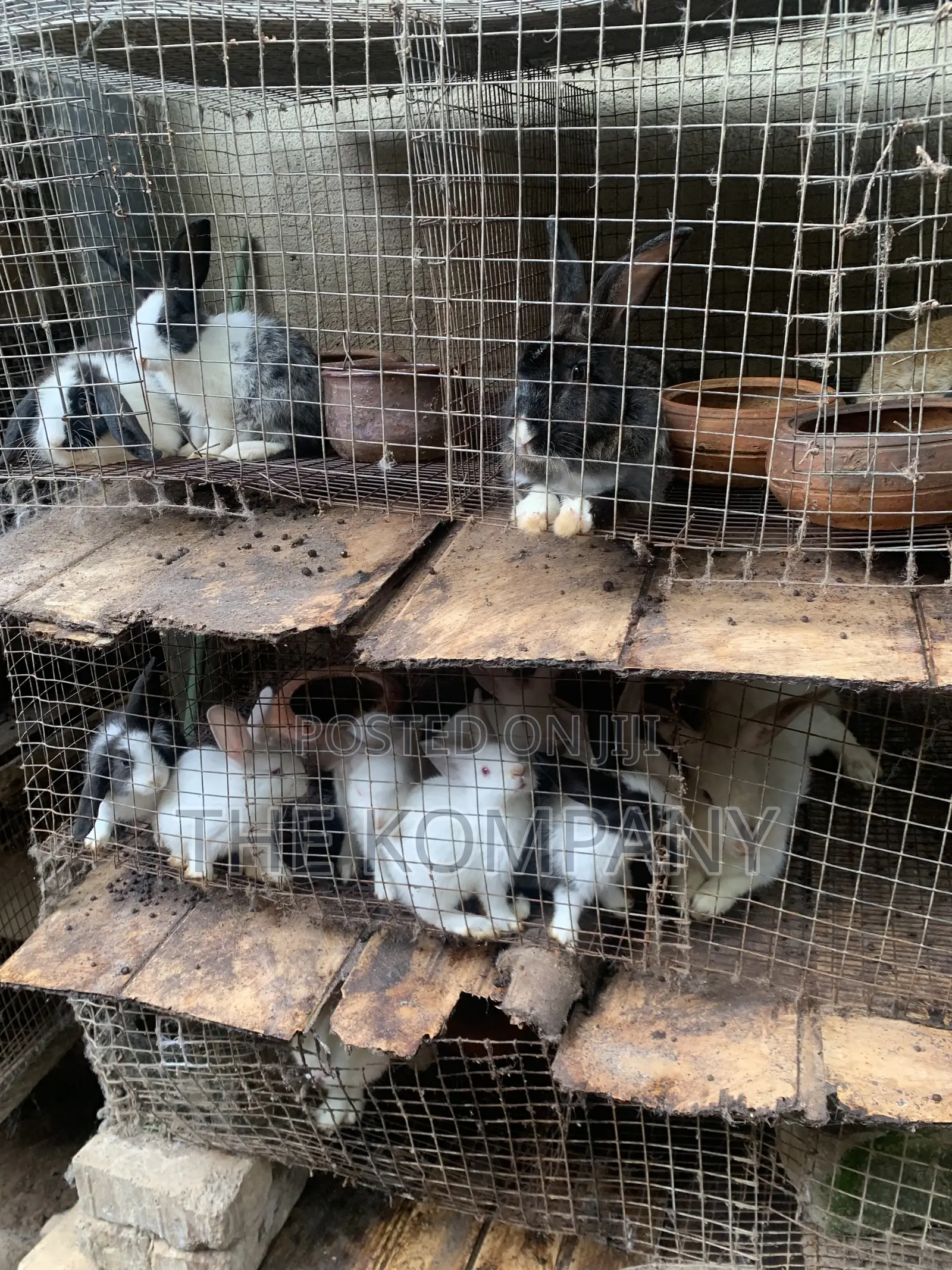 Rabbits Available for Sale