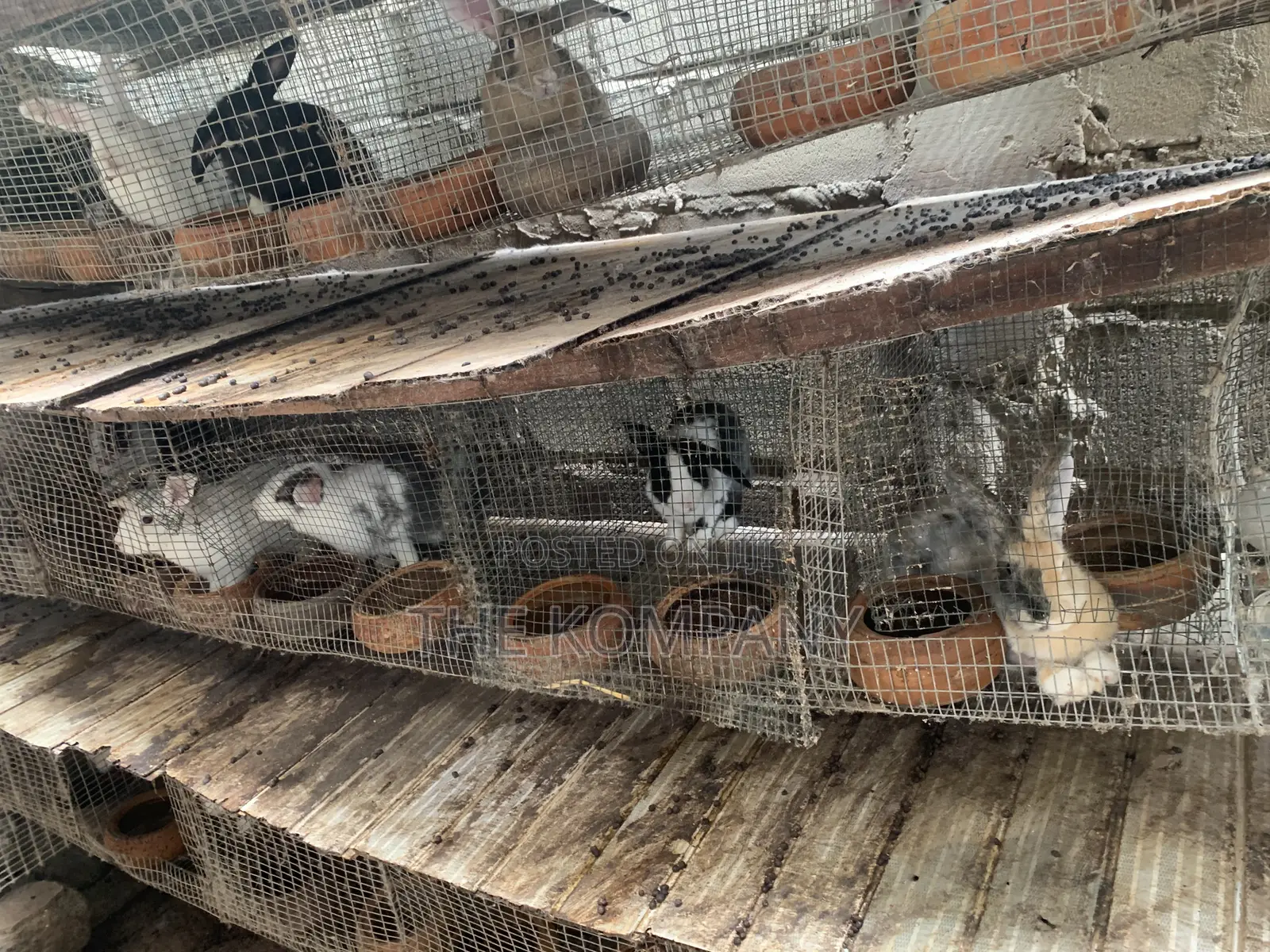 Rabbits Available for Sale