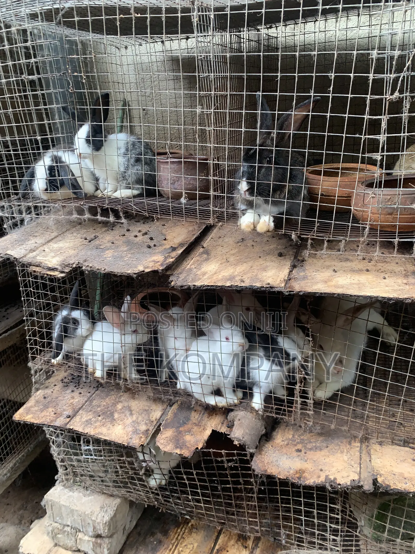 Rabbits Available for Sale