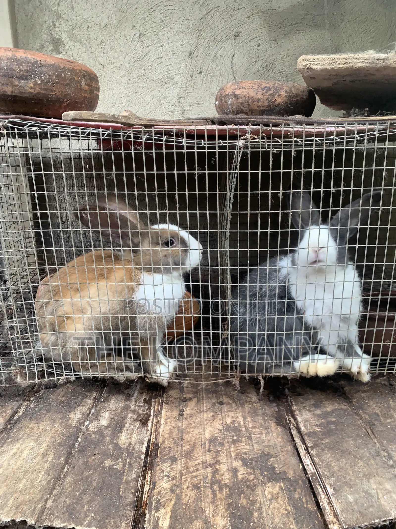 Rabbits Available for Sale