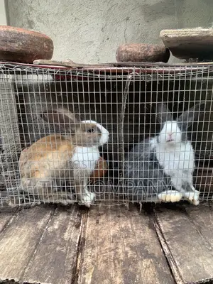 Rabbits Available for Sale
