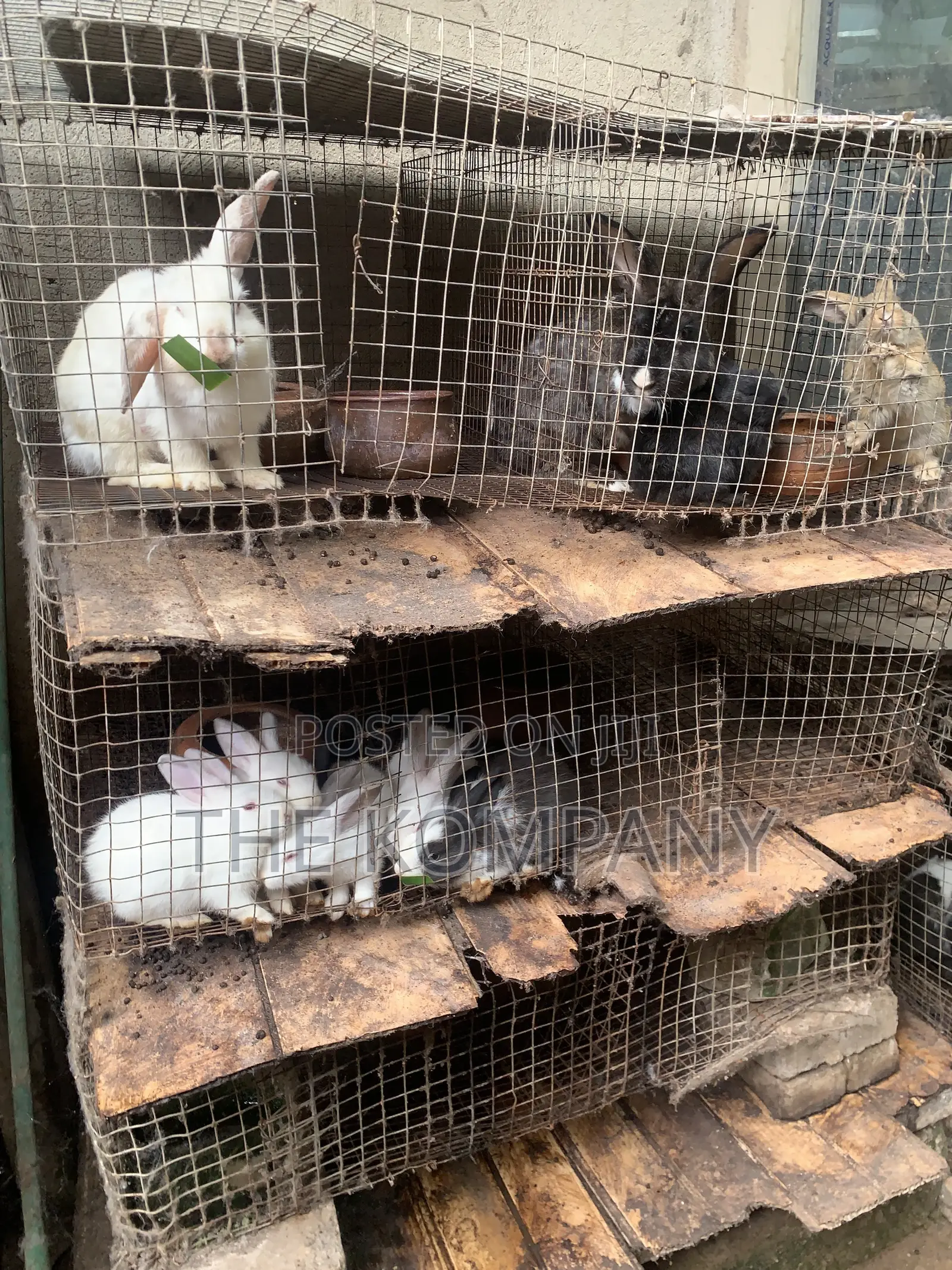 Rabbits Available for Sale