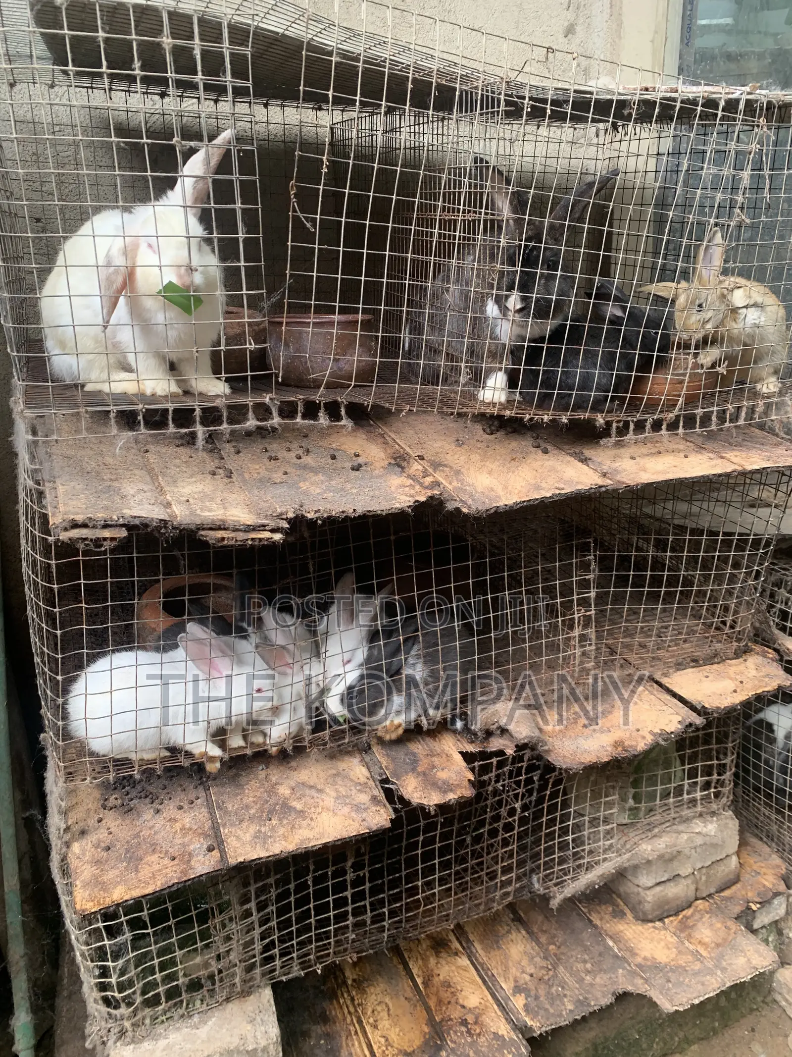 Rabbits Available for Sale