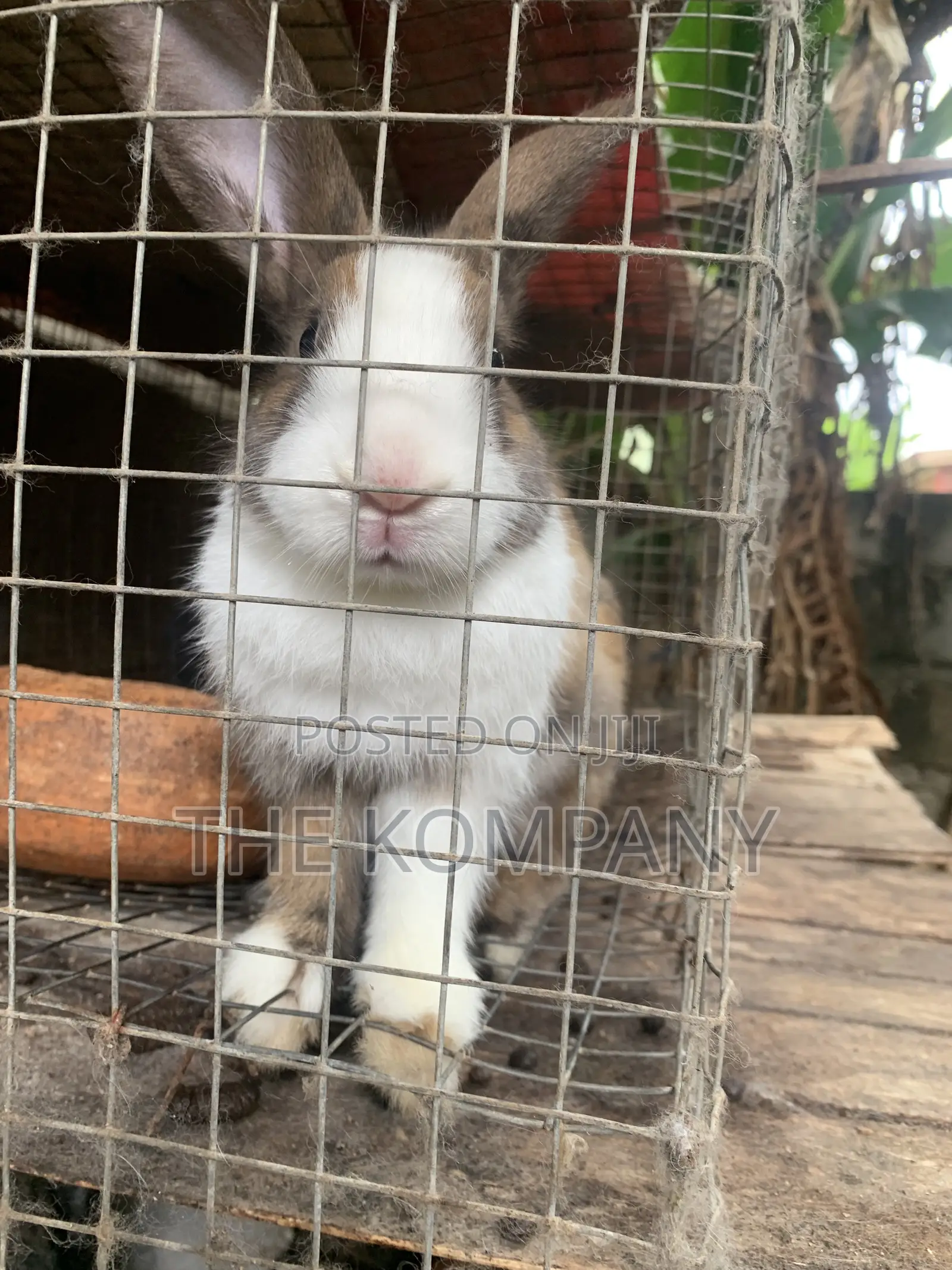Rabbits Available for Sale