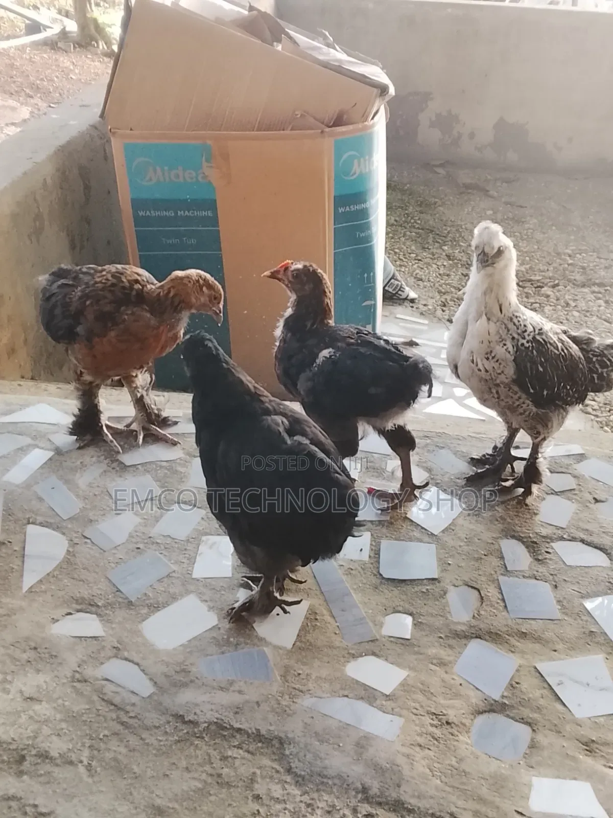 Brahma Cochin Chicken