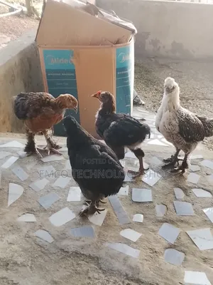 Brahma Cochin Chicken