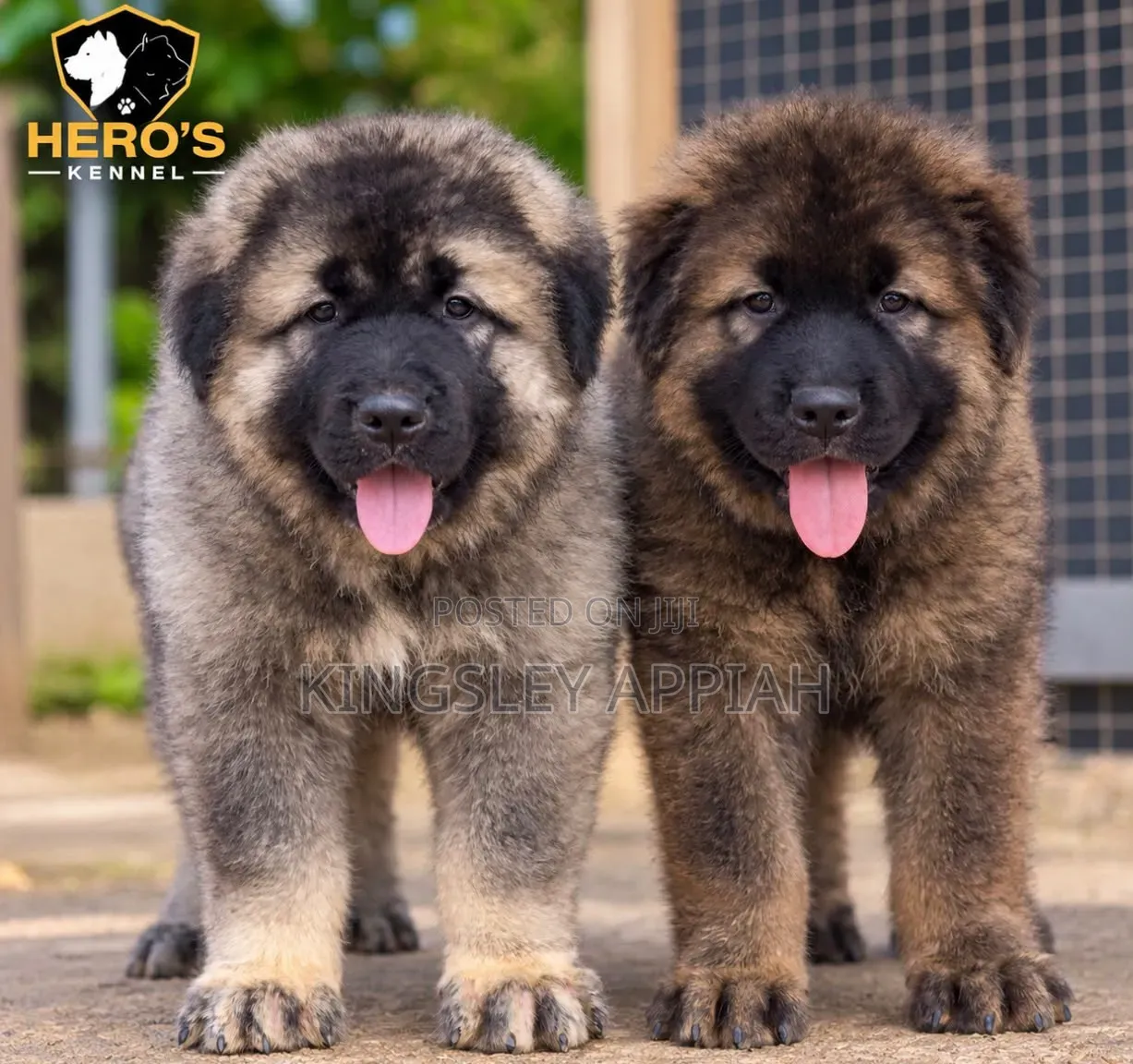 1-3 months Male Purebred Caucasian Shepherd