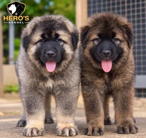1-3 months Male Purebred Caucasian Shepherd