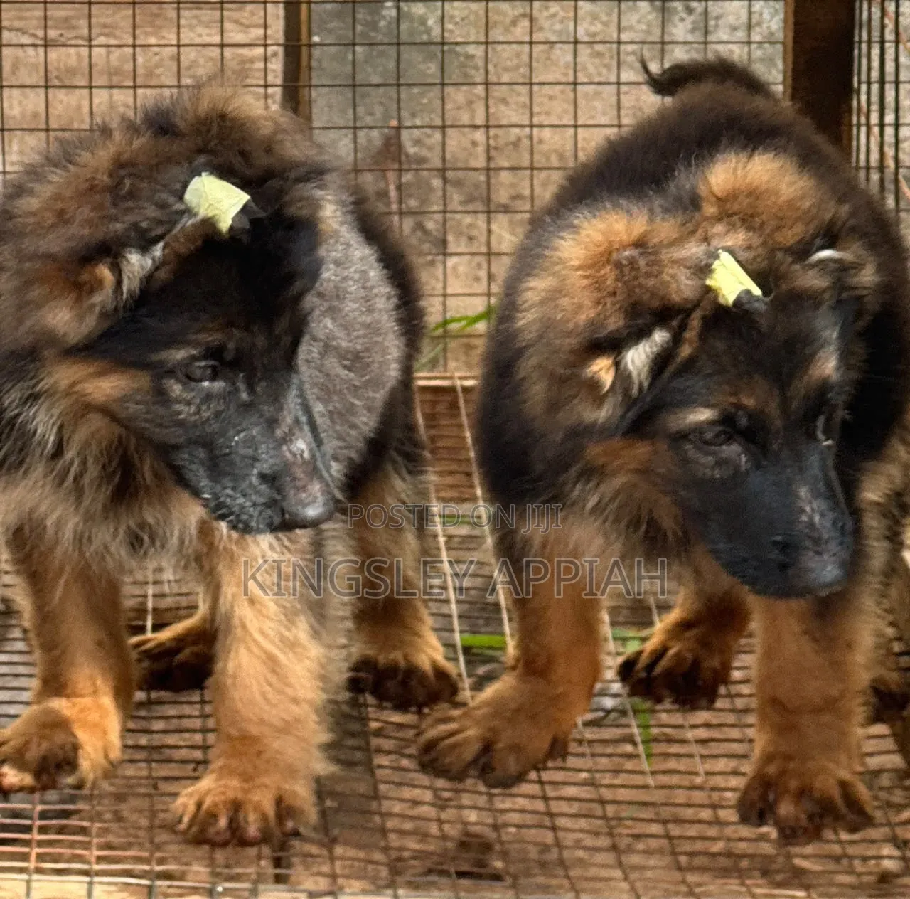 1-3 months Male Purebred German Shepherd