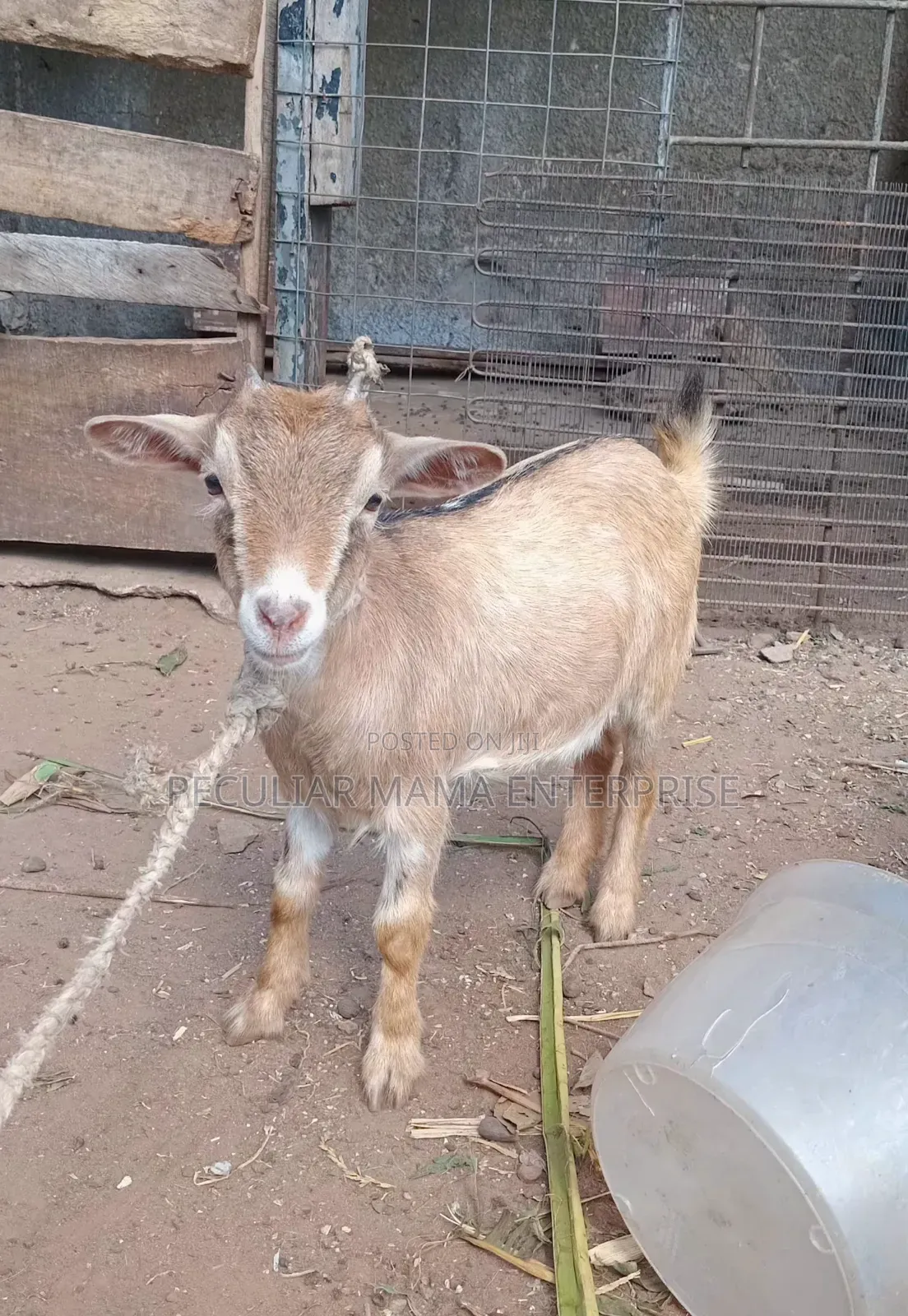 Healthy Young Female Goat (Doe)