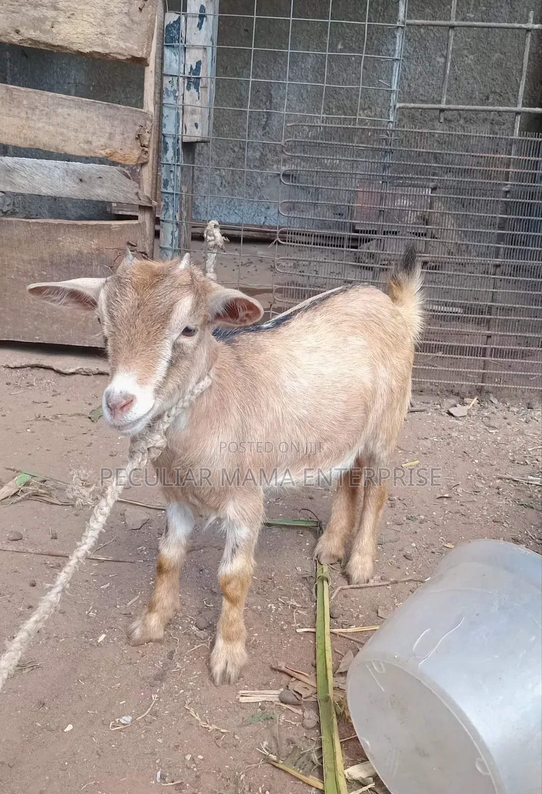 Healthy Young Female Goat (Doe)