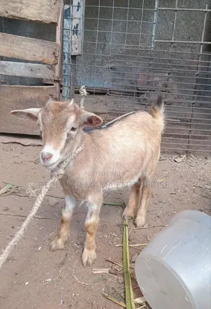 Healthy Young Female Goat (Doe)