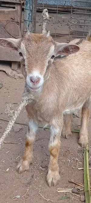 Healthy Young Female Goat (Doe)